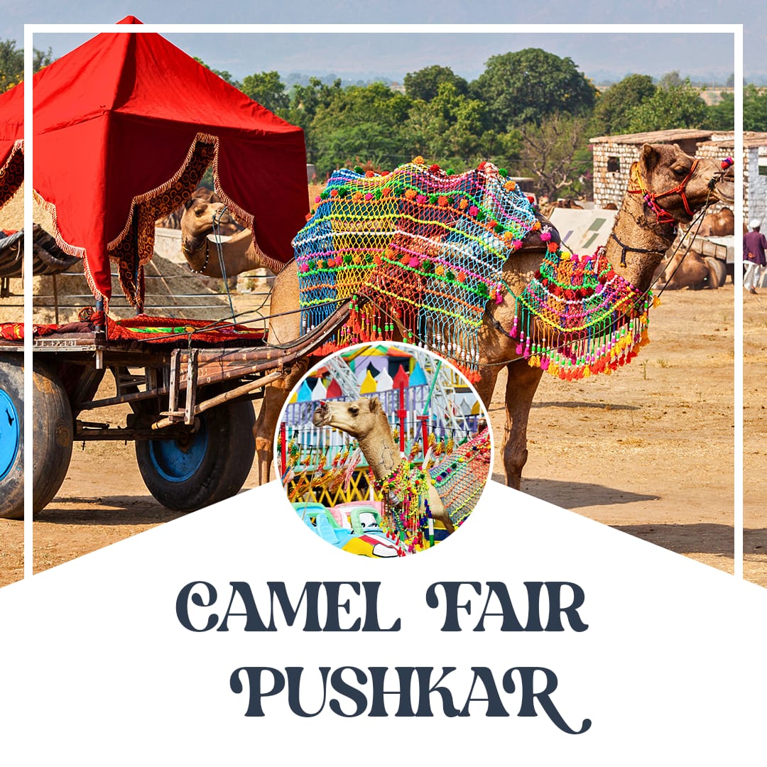 camel fair Pushkar