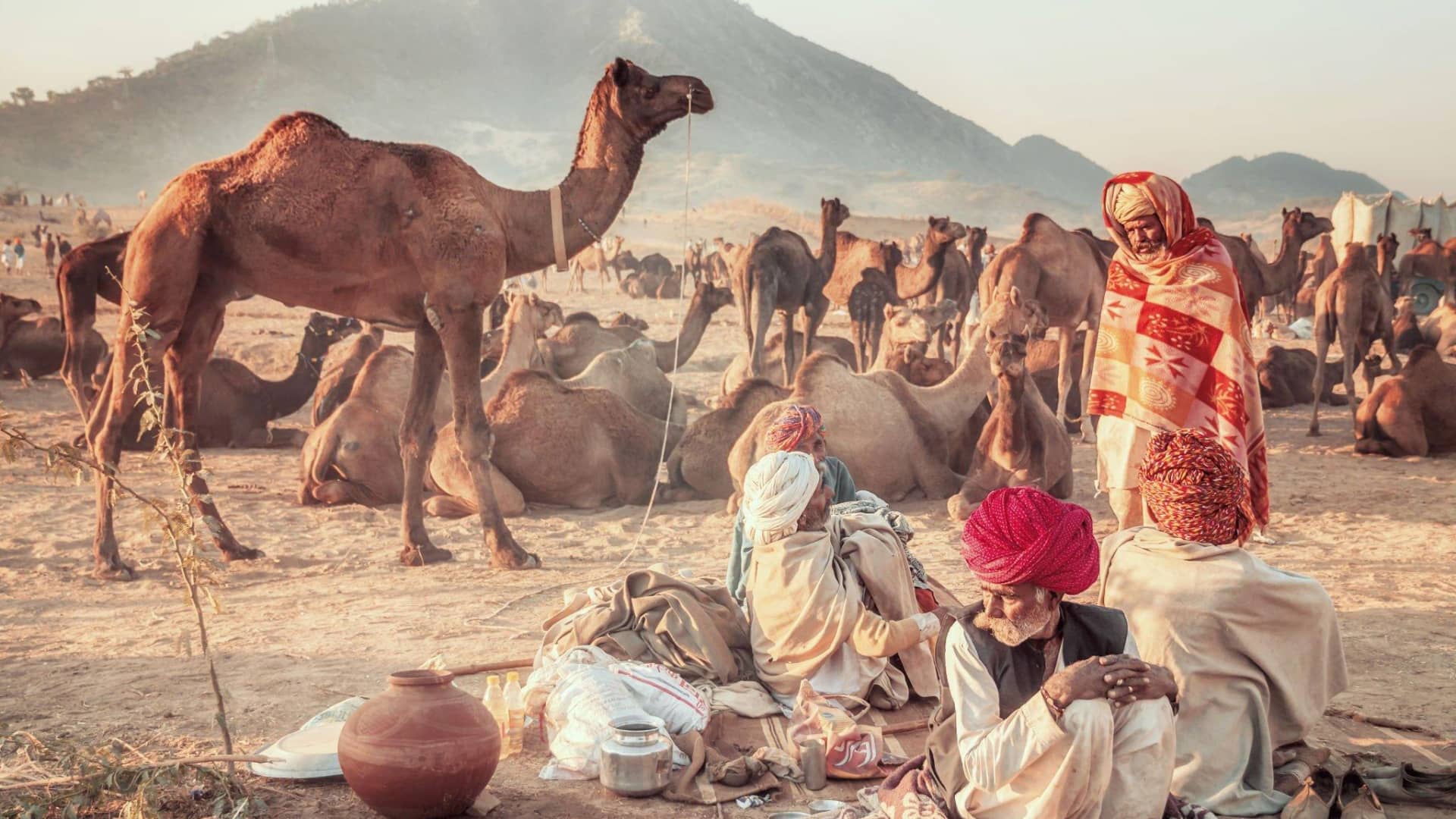 a group of people sitting in the sand with camels in the background